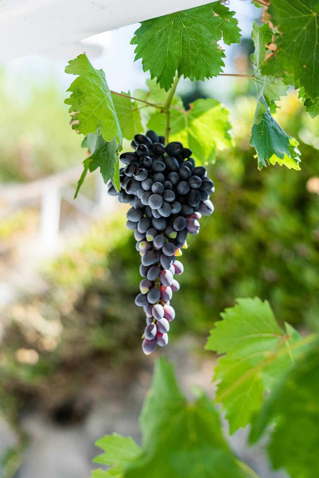 בית הארחה פולוניה 	Kostantakis Winery Estate מראה חיצוני תמונה